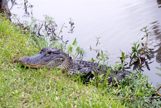Aligator laying on a grassy bank